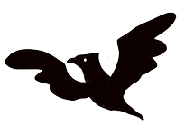 クマゲラ